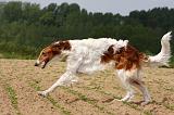 BARZOI 018